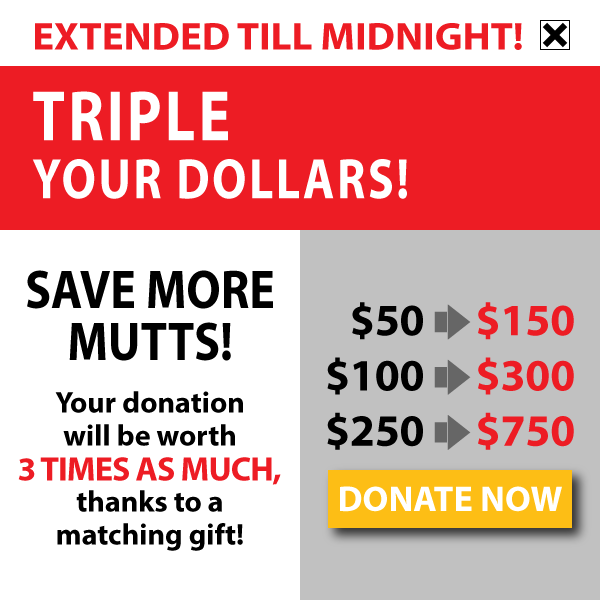 EXTENDED TILL MIDNIGHT: TRIPLE YOUR DOLLARS! DONATE NOW!