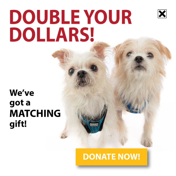 DOUBLE YOUR DOLLARS! DONATE NOW!