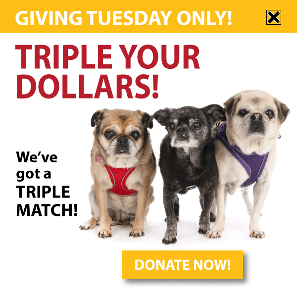 TODAY ONLY: TRIPLE YOUR DOLLARS! DONATE NOW!