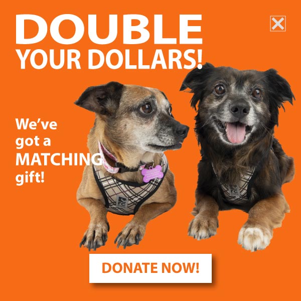 DOUBLE YOUR DOLLARS! DONATE NOW!