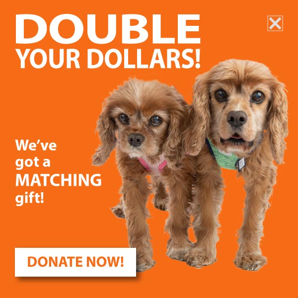 DOUBLE YOUR DOLLARS! DONATE NOW!