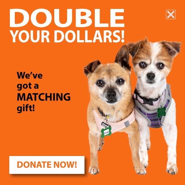 DOUBLE YOUR DOLLARS! DONATE NOW!