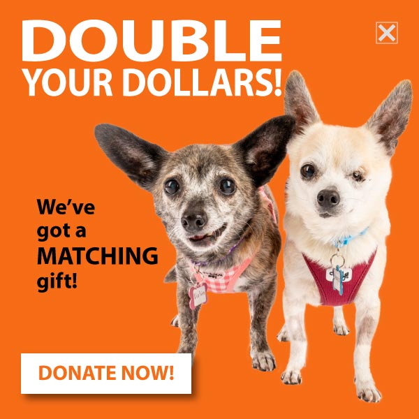 DOUBLE YOUR DOLLARS! DONATE NOW!