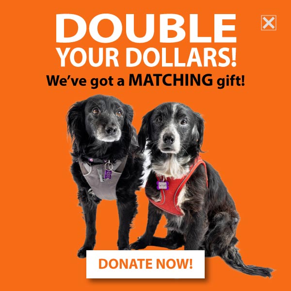 DOUBLE YOUR DOLLARS! DONATE NOW!