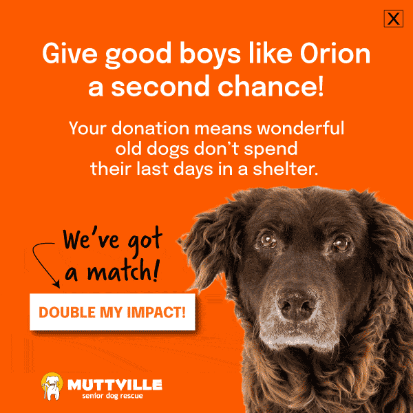 DOUBLE YOUR DOLLARS! DONATE NOW!