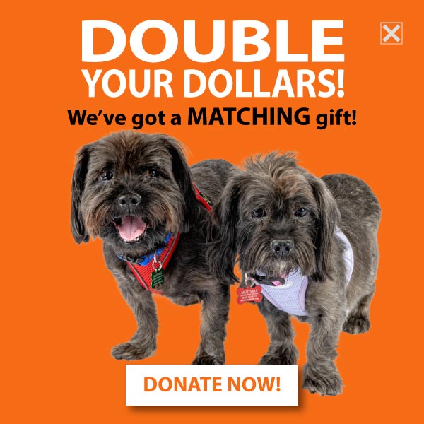 DOUBLE YOUR DOLLARS! DONATE NOW!