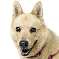 DOUBLE YOUR DOLLARS! DONATE NOW!