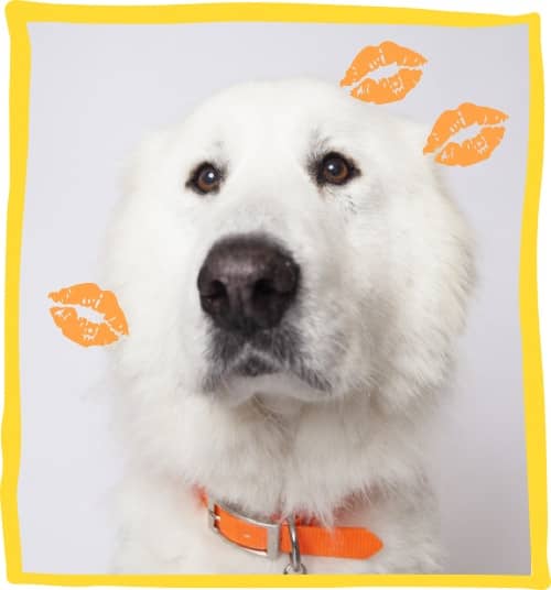 Great Pyrenees Kisses