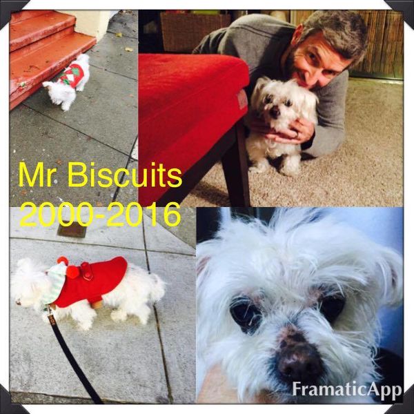 Mr. Biscuits (aka Squirt)
