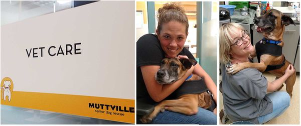 Tails from the Muttville Vet Suite