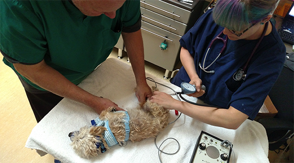 Teddy, a Poodle mix getting his blood pressure checked.