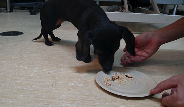 Bruce, a Dachschund, is getting his flea and tick prevention in the form of Bravecto hidden away in some yummy chicken.