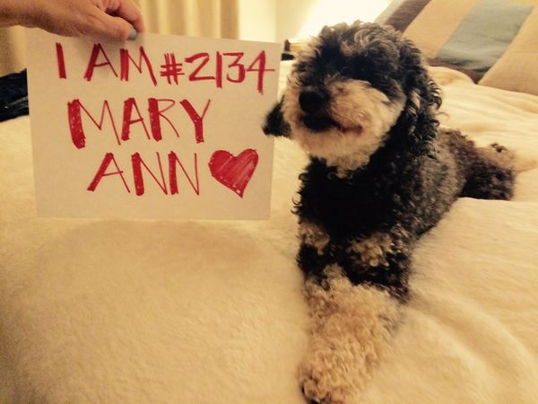 Mary Ann, my miniature Poodle