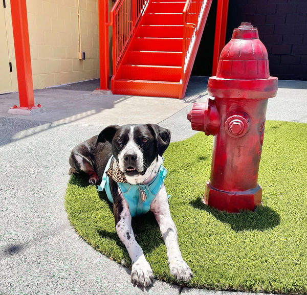 A early visitor tries out Playland