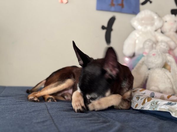 Ziggy (fka Memphis)