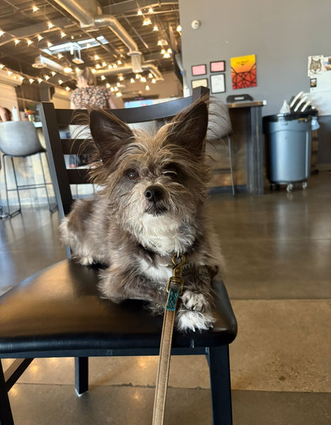 Scruffy