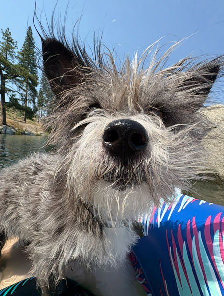 Scruffy