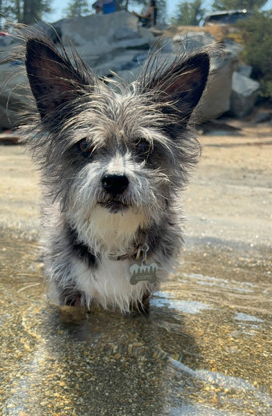 Scruffy
