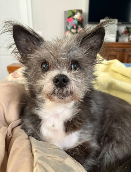 Scruffy