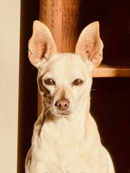 Maverick (fka Stonewall)