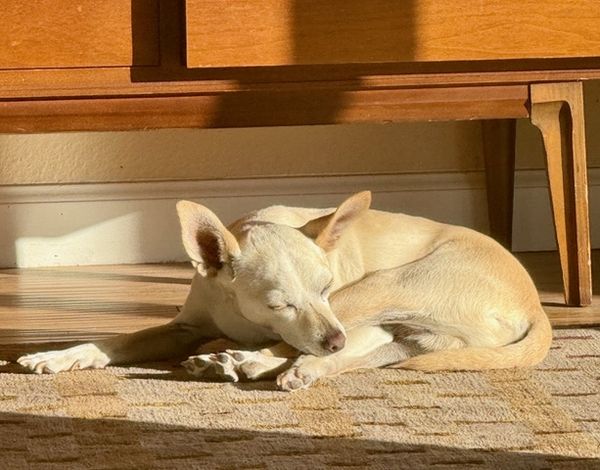 Maverick (fka Stonewall)