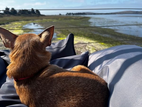 Guillermo (fka Cheez Whiz)