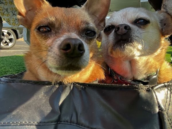 Guillermo (fka Cheez Whiz)