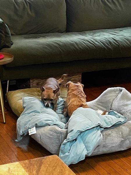 Guillermo (fka Cheez Whiz)