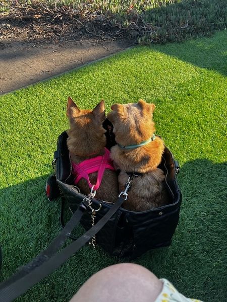 Guillermo (fka Cheez Whiz)