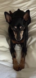 Chester (fka Red Rooster)