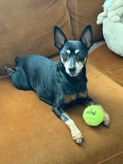 Chester (fka Red Rooster)