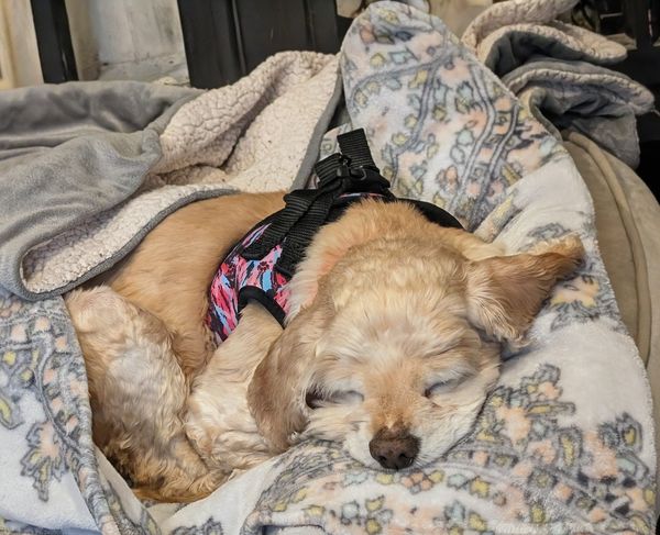 Lady (fka Lady Earth)