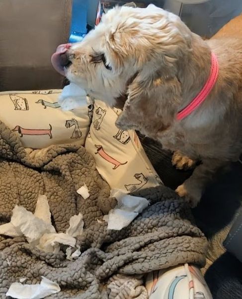 Lady (fka Lady Earth)