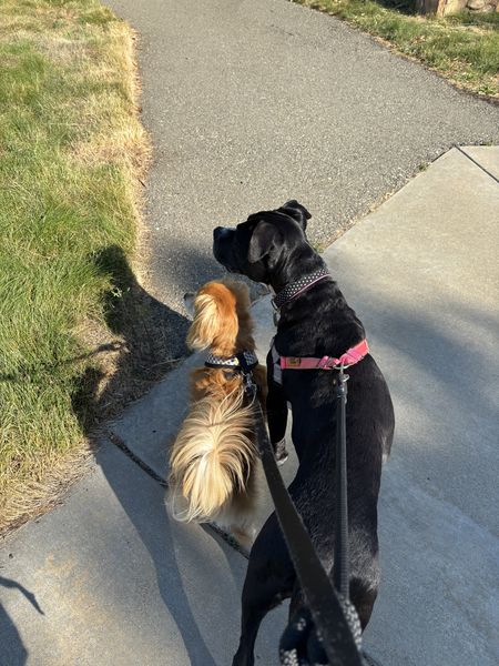 Allie (fka Chickadee) and Sadie (fka Bonnet)