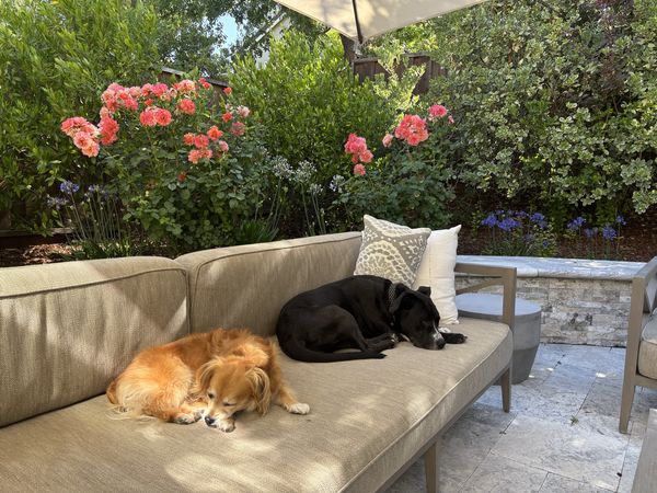 Allie (fka Chickadee) and Sadie (fka Bonnet)