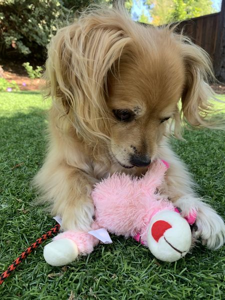 Allie (fka Chickadee) and Sadie (fka Bonnet)