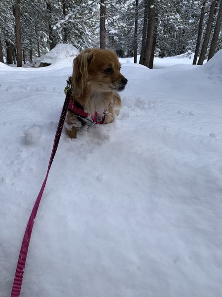 Allie (fka Chickadee) and Sadie (fka Bonnet)