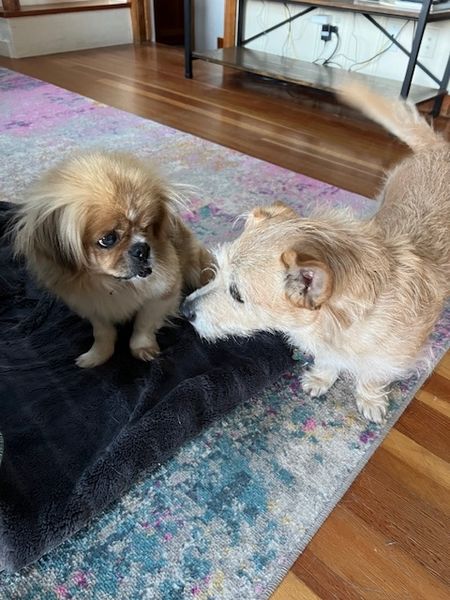 Tricki Woo (fka Cornell)