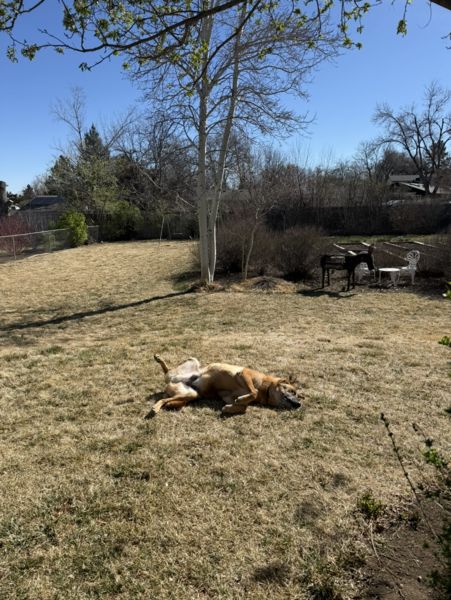 Rhubarb (fka Hershel)