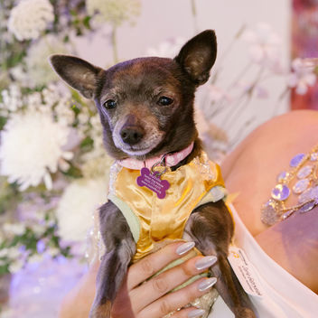 Wish Upon a Wag