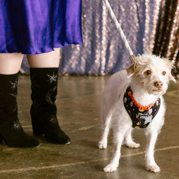Wish Upon a Wag