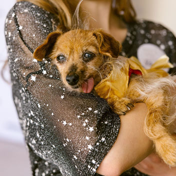 Wish Upon a Wag