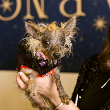 Wish Upon a Wag