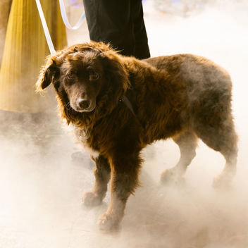 Wish Upon a Wag