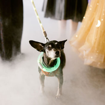 Wish Upon a Wag