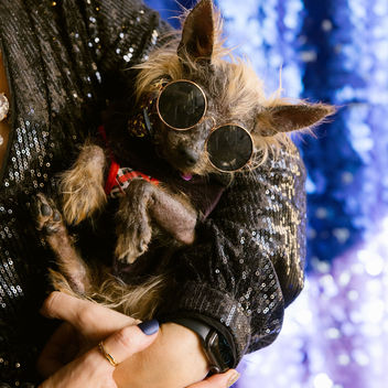 Wish Upon a Wag