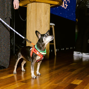 Wish Upon a Wag