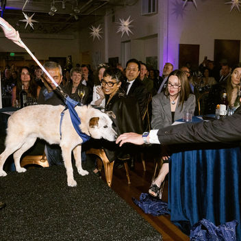 Wish Upon a Wag