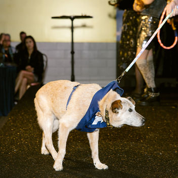 Wish Upon a Wag