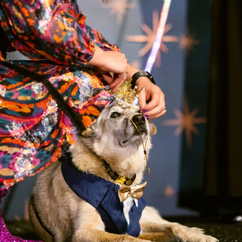 Wish Upon a Wag